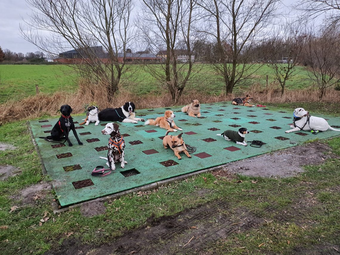 Hundegruppen